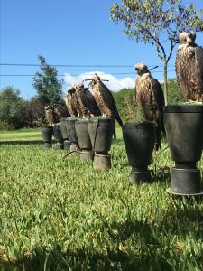 Grupo de halcones